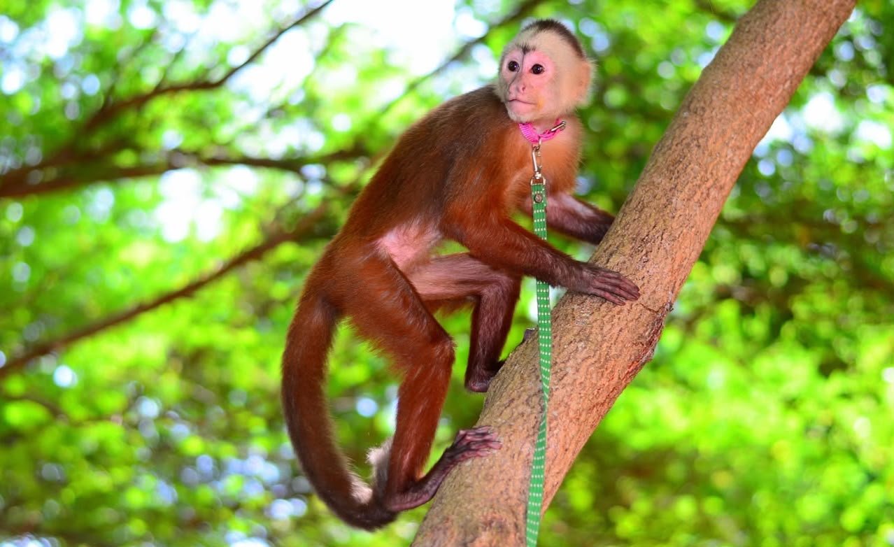 Monkey House โ Punta Cana tour, 2 hours
